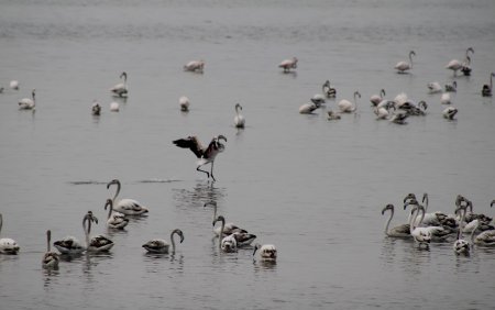 Flaminqolar Mahmudçalanı “ələ keçirdi” - Fotolar