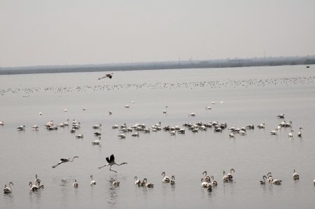 Flaminqolar Mahmudçalanı “ələ keçirdi” - Fotolar