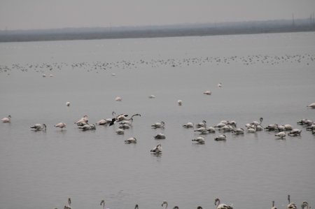 Flaminqolar Mahmudçalanı “ələ keçirdi” - Fotolar