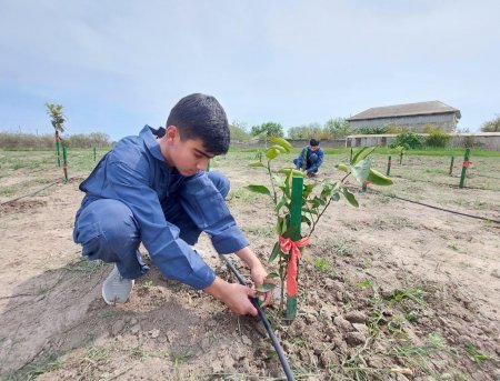 Neftçala Peşə Məktəbində tədris yeniləndi - Fotolar