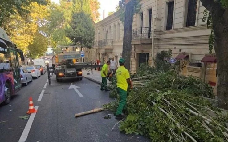 Güclü külək Bakıda 15 ağacı sındırdı