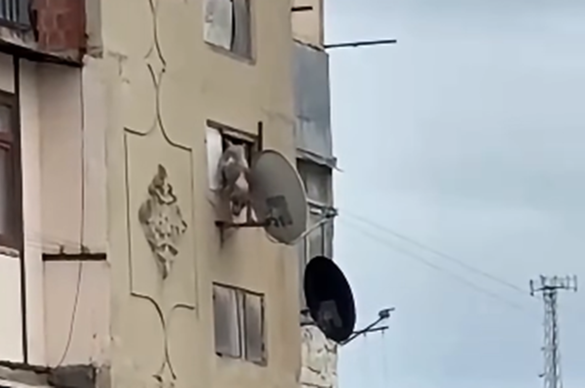 Bakıda iti binadan atan şəxs məsuliyyətə cəlb edildi Bakıda iti binadan atan şəxs məsuliyyətə cəlb edildi